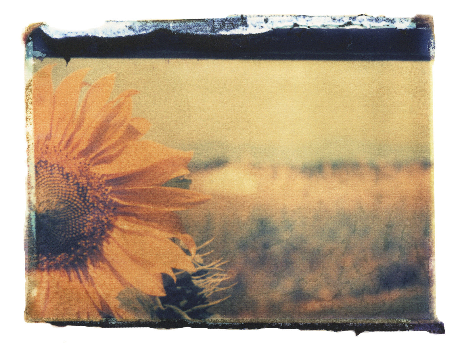 Sunflower On Film - She Hit Pause