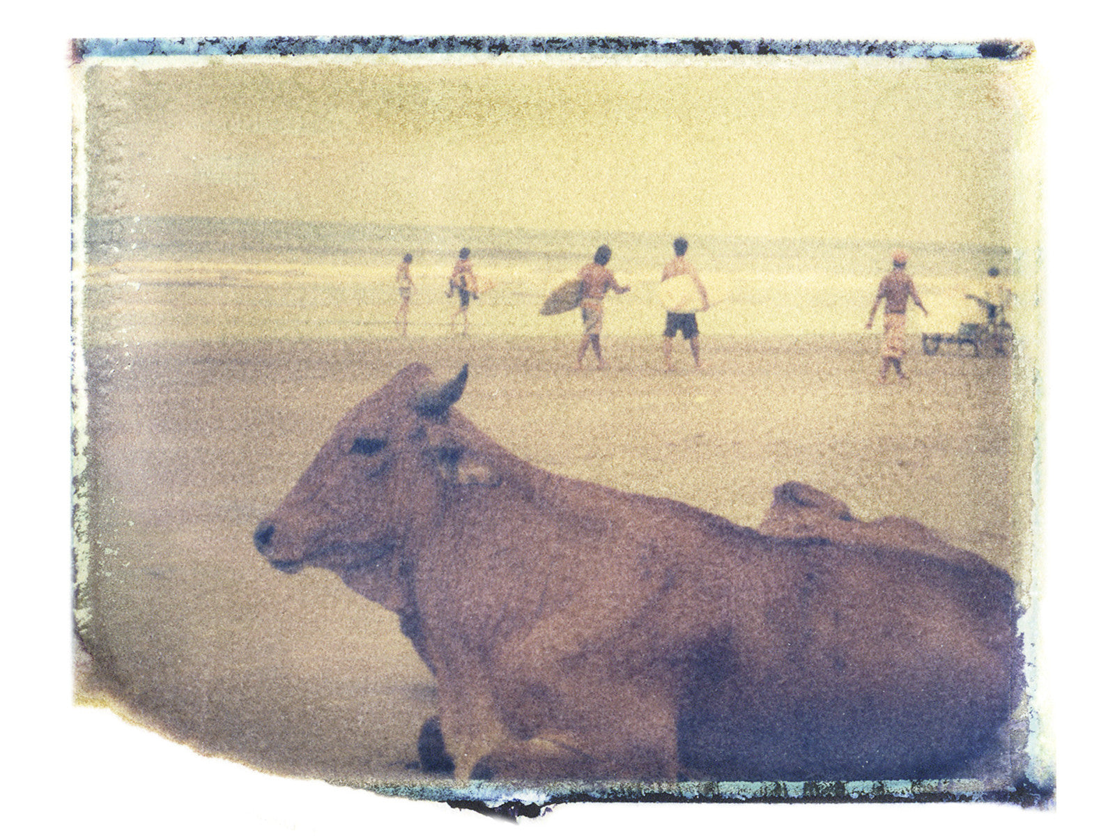 Surf Cow - She Hit Pause