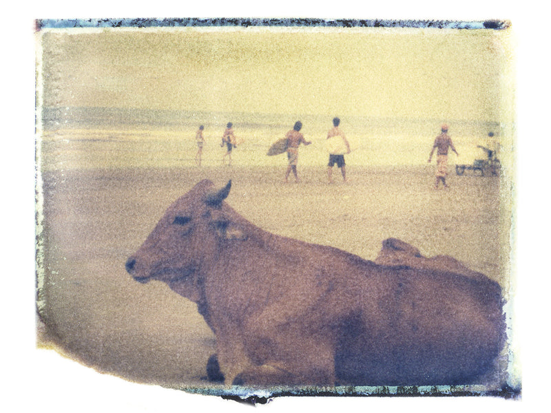 Surf Cow - She Hit Pause