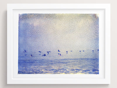 Surfers + Pelicans - She Hit Pause