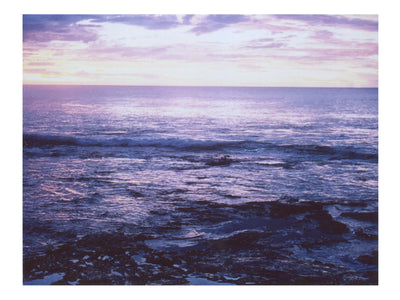The lavender I tried to tell you about - She Hit Pause